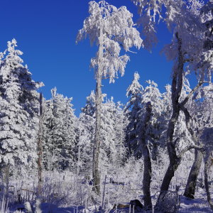 whatsapp-image-2026-03-11-at-11.58.425